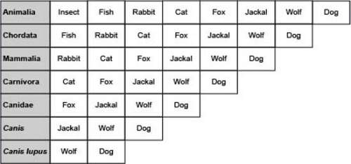 The image below shows how wolves and dogs compare to some other animals in the levels of classificat
