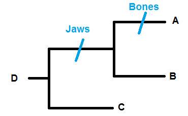 Osteichthyes is a group of fish that have the derived characteristics of jaws and true bones. which