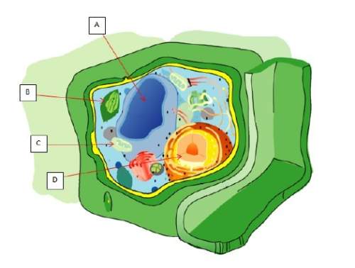 Which structure in this plant cell represents the site of atp production from photosynthesis?