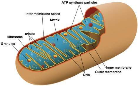 This organelle most likely belongs to which organism?  a)  archeabacterium