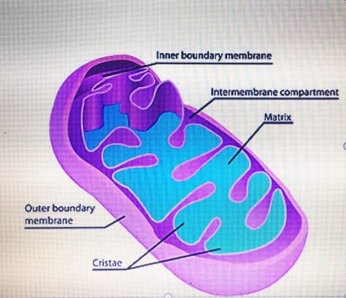 Which part of the cell does this illustration represent?