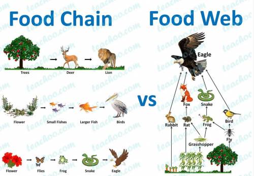 A food chain is the feeding relationship among all of the organisms in an ecosystem? True or False