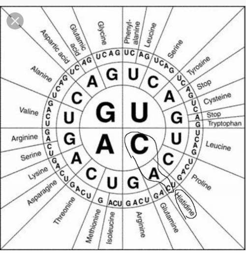 The chart shows codons and their corresponding amino acid. What amino acid is represented by the cod