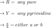 \to R = \ any \ pure \\\\\to Y = \ any \ pyrimidine\\\\ \to \frac{a}{b} = either \ a \ or \  b