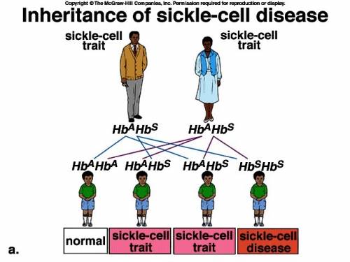 What is required for a person to have sickle-cell disease?  a. the person is homozygous and has mala
