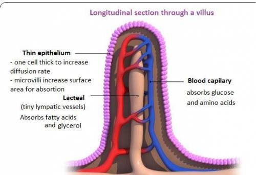 What structures in the small intestine are lined with capillaries that absorb nutrients?