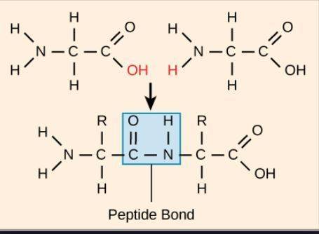 How are two or more amino acids linked together in the formation of peptides and proteins?
