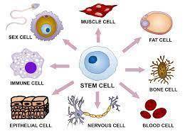 What is your opinion on the use of stem cells, obtained from fertilized eggs or early stage embryos
