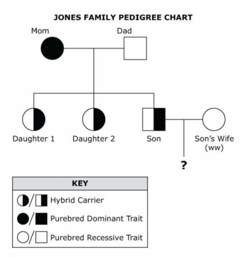 The pedigree chart below shows the Jones family. The mother is purebred dominant for the widow's pea