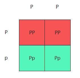 Will give brainliest

punnet square with cross between homzygous dominant parent and one heterozygou