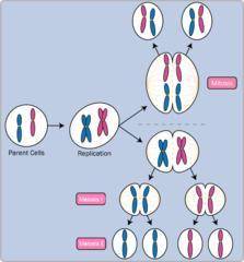 For this cell division, you can see that 4 daughter cells are made that have half the genetic inform