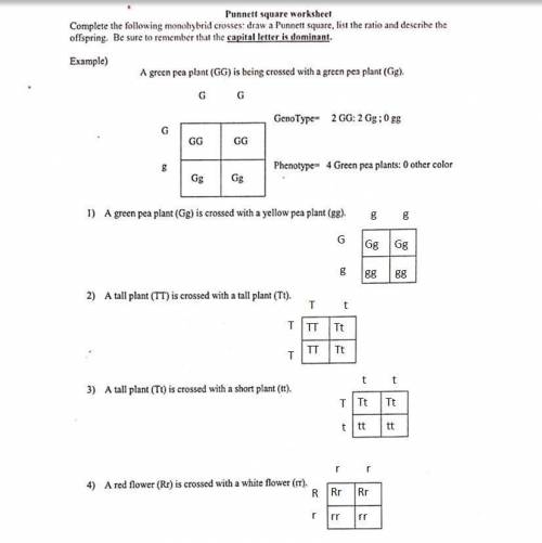 Punnet Worksheet. Please help if anyone has ever done this.