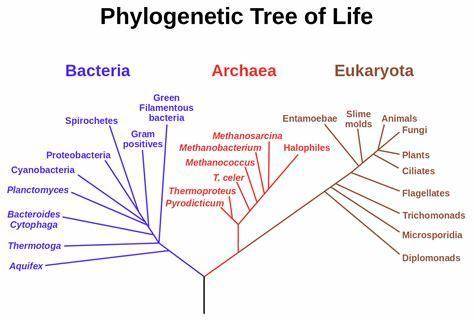 A(n)  tree is a model developed by scientists and used to illustrate relationships between animal ph