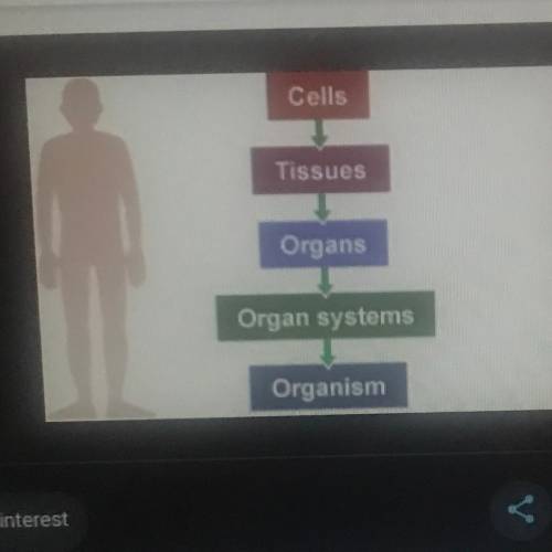 place the parts of the human circulatory system in order from highest to lowest degree of internal o