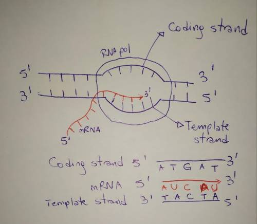 Explain why an mRNA transcribed from the template strand of the SIRT3 gene in normal stomach ( NS )