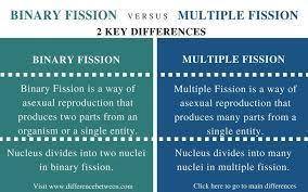 What is the difference between binary fission and mitosis?