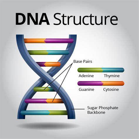 What is the structure of dna