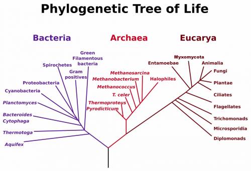 According to the phylogenetic tree, which domains are more genetically related?   the first branch o