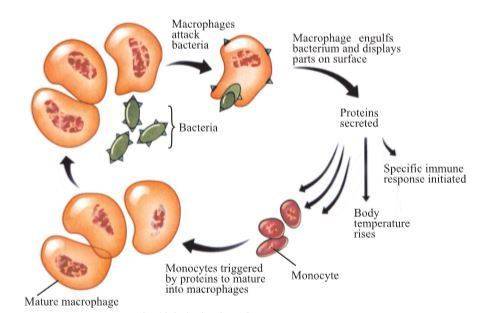 Once pathogens have penetrated the non-specific barriers, they are confronted by macrophages and nat