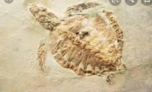 Why do you think that this type of fossil is called a print fossil?