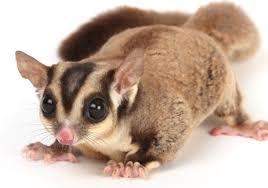 Quick question: do y'all like sugar gliders? here's a pic if you don't know who they are