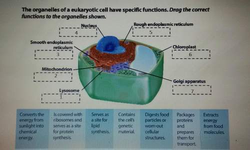 1). the organelles of a eukaryotic cell have specific function. match the cell function