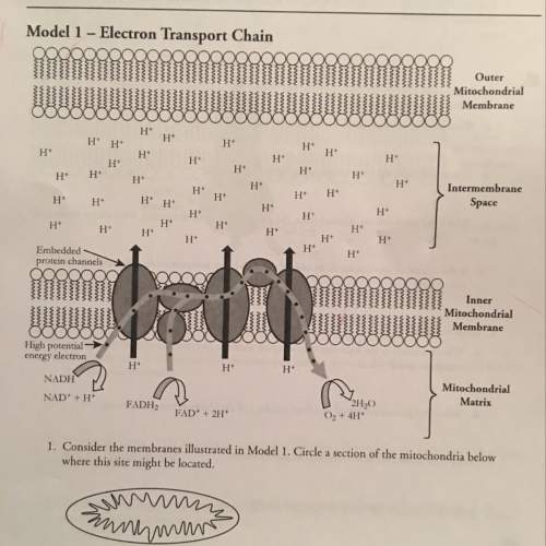 1. consider the membranes illustrated in model 1. circle a section of the mitochondria below w