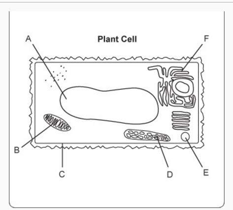 Which series of labels correctly identifies the indicated structures of this sketch of a cell under
