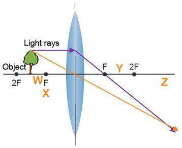 Will give brainliest and 40 points!  a ray diagram is shown. a tree is an ob