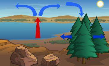 Which is not something shown in the diagram below?  a. convection b. a local wind&lt;