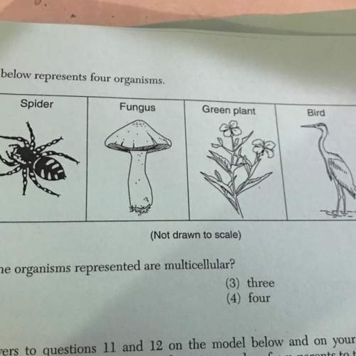 The diagram above represents 4 organisms. how many of the organisms represented are multicellular? ?