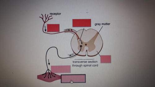 The image shows the reflex arc mechanism in humans. where are the sensory neurons located in the ref