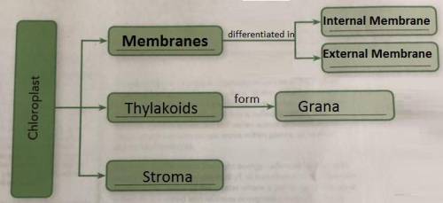 READING TOOL Make Connections Fill in the concept map to show the

organization of a chloroplast. Th