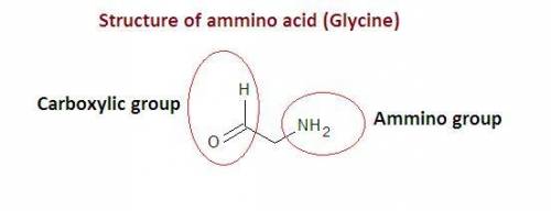 All amino acids have an amino group and a carboxyl group. a chloro group. a bromo group. a benzyl gr