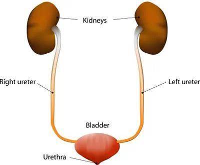 Which is the correct sequence of the urine's pathway as it is formed and exited from the body?

urin