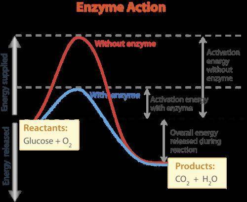 PLS HELP ILL MARK BRAILIEST

Spend one minute writing an explanation of
the FUNCTION of enzymes. YOU