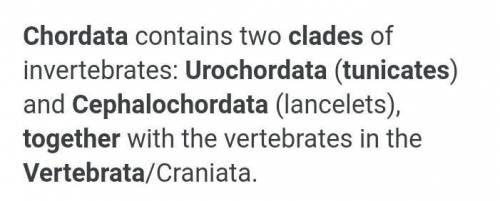 Can cephalochordata and urochordata be in a clade together?