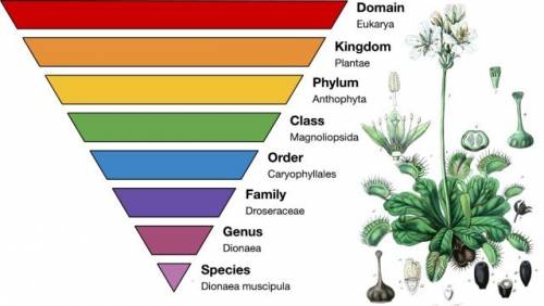 Which statement about the number of species is true kingdoms contain the most a phylum contains the 