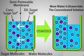 State two ways in which the principles of osmosis are applied in life​