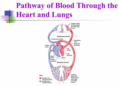 From what vessels does oxygen leave the systemic circulation to get to the organs or tissue?