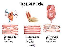 Smooth muscles are
skeletal
striated
involuntary
voluntary