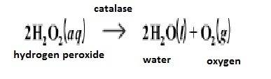 Write the equation for the catalase reaction with hydrogen peroxide