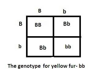 In labrador retrievers, black fur is dominant to yellow fur. how is it possible that 2 retrievers wi