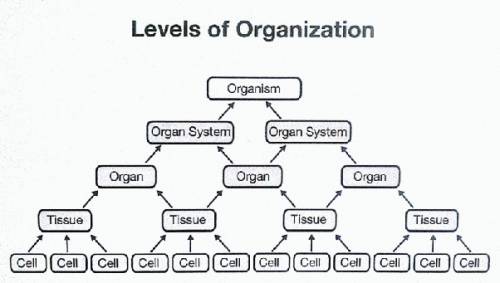 What additional levels of organization are in multicellular organisms