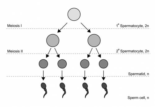 The process of meiosis produces only gametes, eggs or sperm. according to the diagram, how many sper