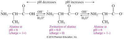3. Define the term zwitterion. Draw the structure of alanine and explain why this molecule is a

zwi