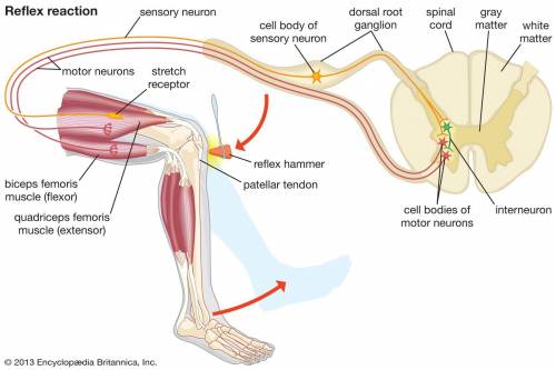Observation of a knee reflex