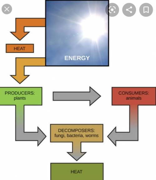 How is energy produced in the sun? Draw a diagram to explain the processes.