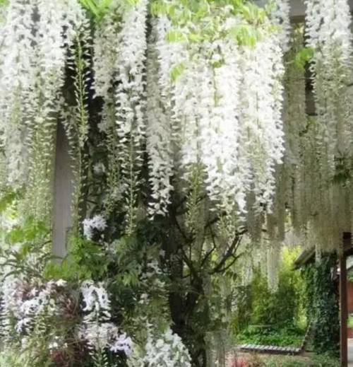 Could you please attach a picture of Wisteria and also define it ? ʕ ꈍᴥꈍʔ​