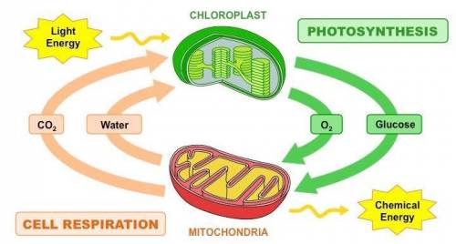 please help my teacher wants me to describe photosynthesis and cellular respirations provide as many